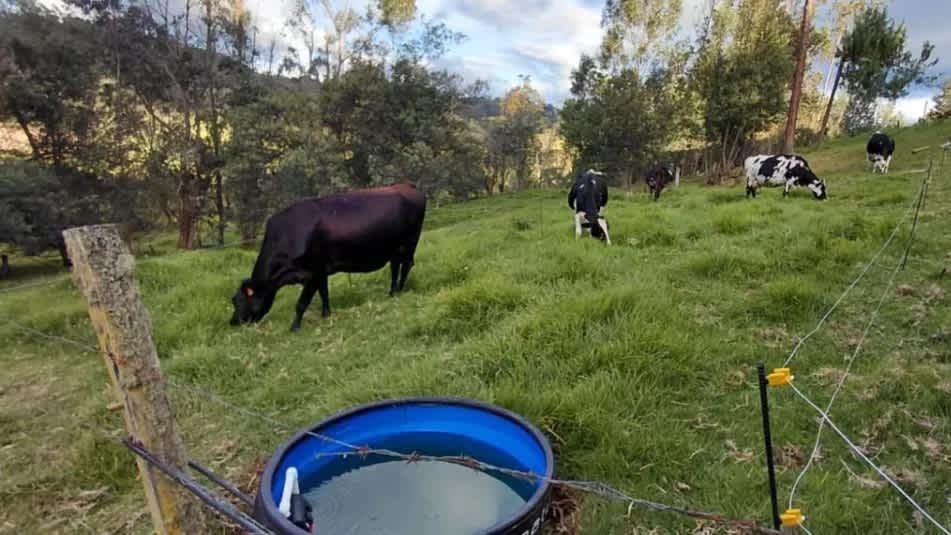 Imagen de 400 fincas de Cundinamarca inician transición a ganadería sostenible con apoyo de la CAR