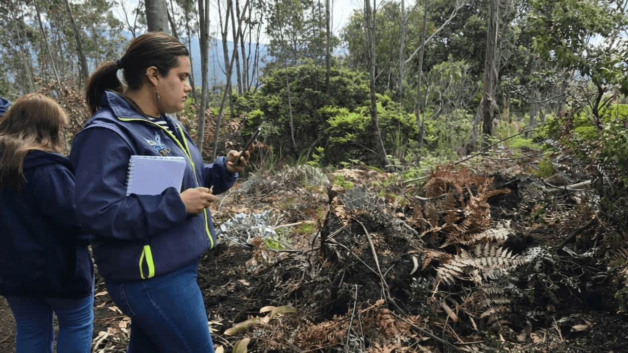 Imagen de CAR detiene destrucción ambiental en Ráquira por tala de árboles nativos