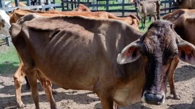 Imagen de Ganaderos del Huila afrontan pérdidas millonarias por sequía y caída en producción de leche