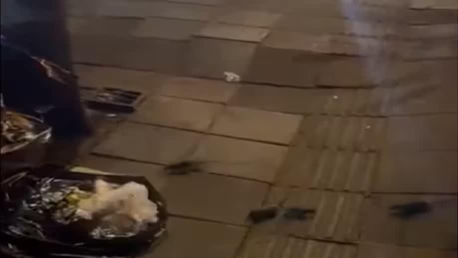 Imagen de Denuncian invasión de ratas en el Parque de la 93 de Bogotá y alertan por riesgos