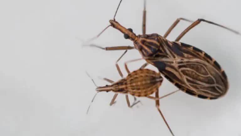 Imagen de Investigación de la UIS revela fuerte relación entre accidentes cerebrovasculares y la enfermedad de Chagas