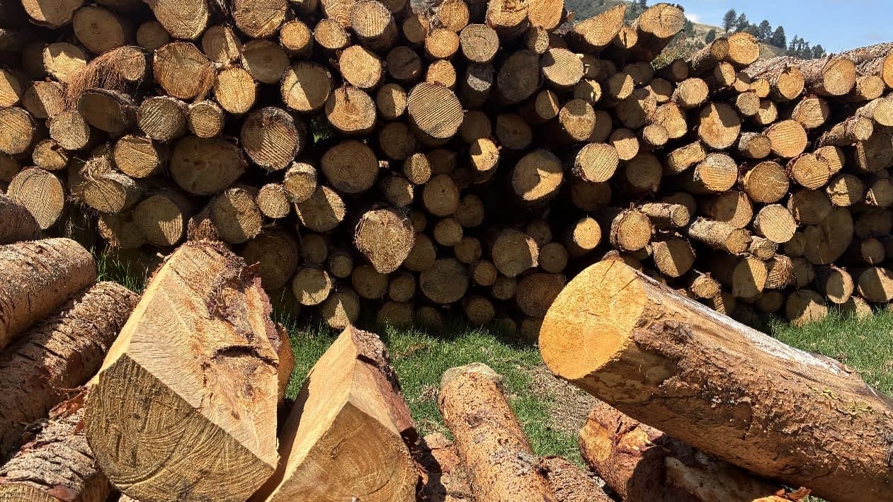 Imagen de CAR frena tala ilegal en área protegida del río Bogotá en Chocontá