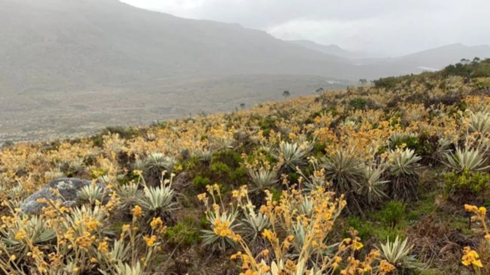 Restaurar el P�ramo de Sumapaz