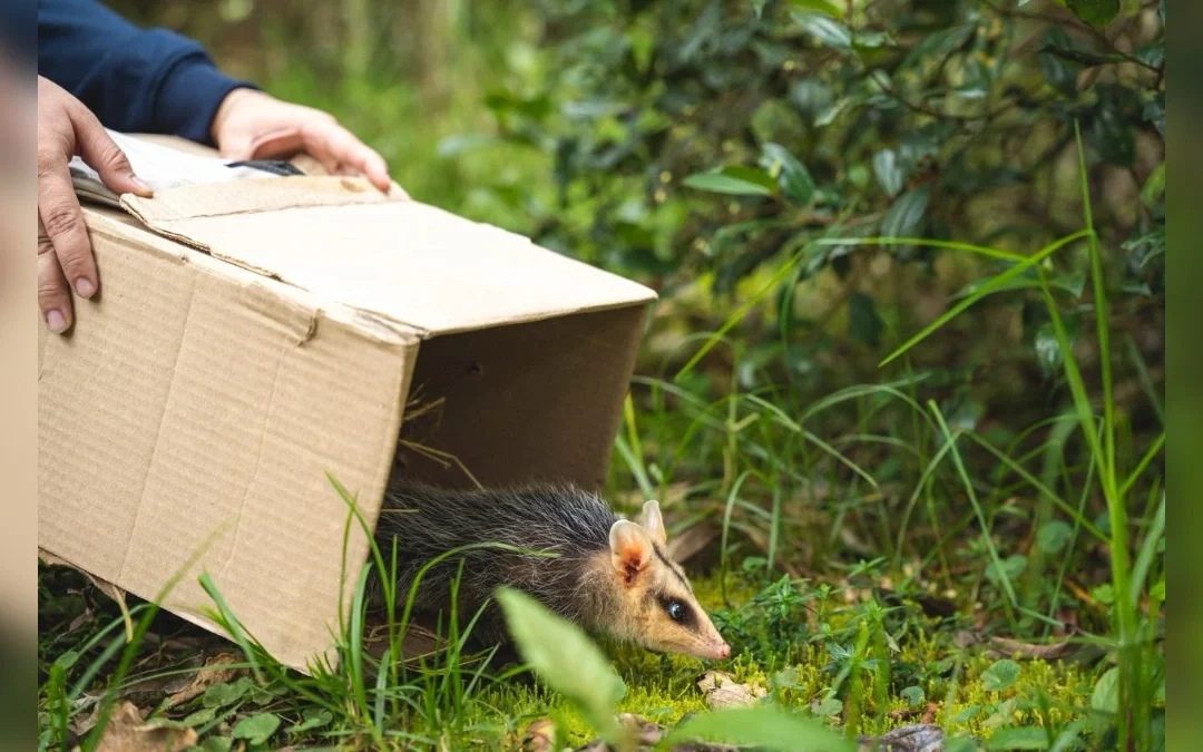 El renacer de la fauna en Cundinamarca: Un balance de la CAR sobre la restauraci�n ecol�gica al cierre de 2025