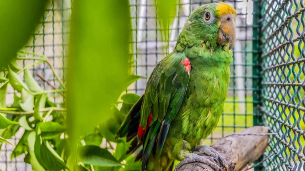 Cundinamarca activa campa�a para frenar el tr�fico de especies en �poca navide�a