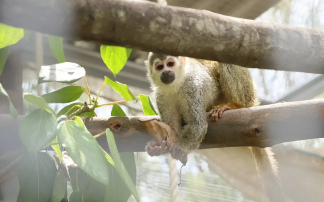 Cundinamarca activa campa�a para frenar el tr�fico de especies en �poca navide�a