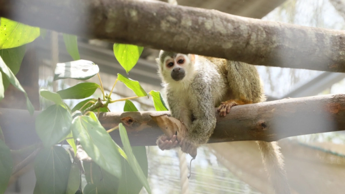 Cundinamarca activa campa�a para frenar el tr�fico de especies en �poca navide�a