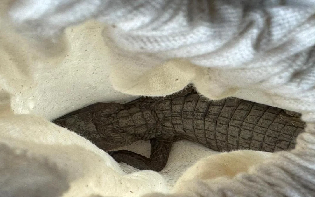 Intervenci�n de la CAR en Pacho: Recuperaci�n de ejemplares silvestres en cautiverio il�cito