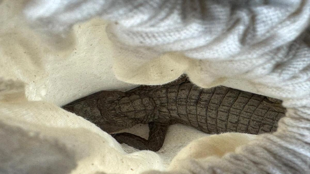 Intervenci�n de la CAR en Pacho: Recuperaci�n de ejemplares silvestres en cautiverio il�cito