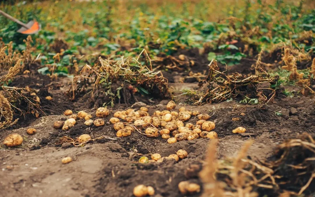 Innovaci�n agr�cola: Desarrollan papa criolla colombiana que duplica su tiempo de almacenamiento