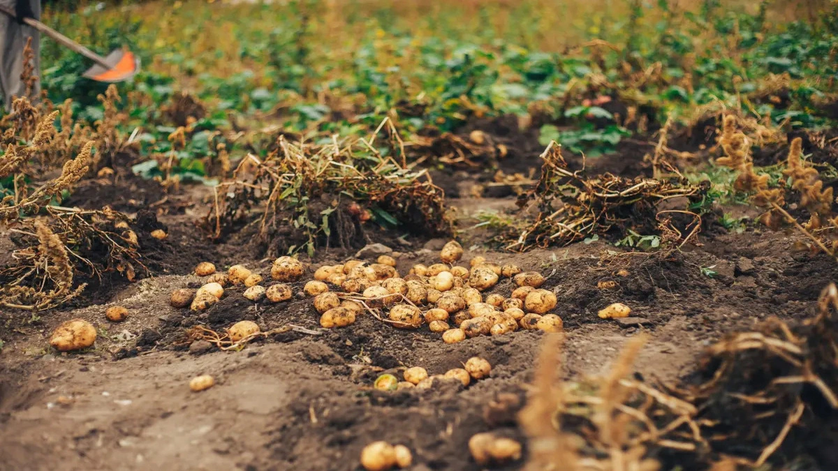 Innovaci�n agr�cola: Desarrollan papa criolla colombiana que duplica su tiempo de almacenamiento