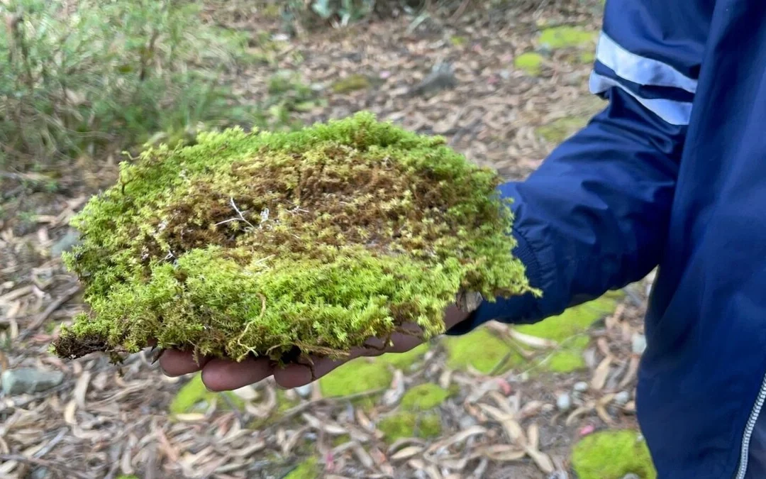 CAR refuerza vigilancia en Cerros Orientales para conservar musgo y flora protegida en diciembre