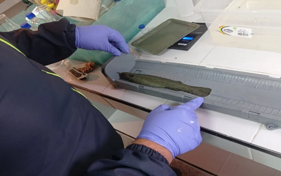 Proyecto cient�fico de la CAR busca salvar al pez capit�n, emblema del r�o Bogot�