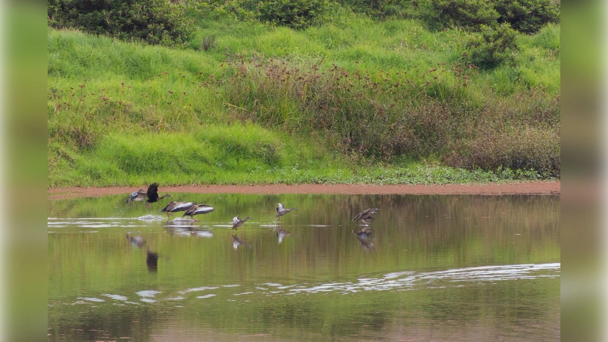 Renacer del R�o Bogot�: La Apuesta de la CAR por la Restauraci�n Ecol�gica