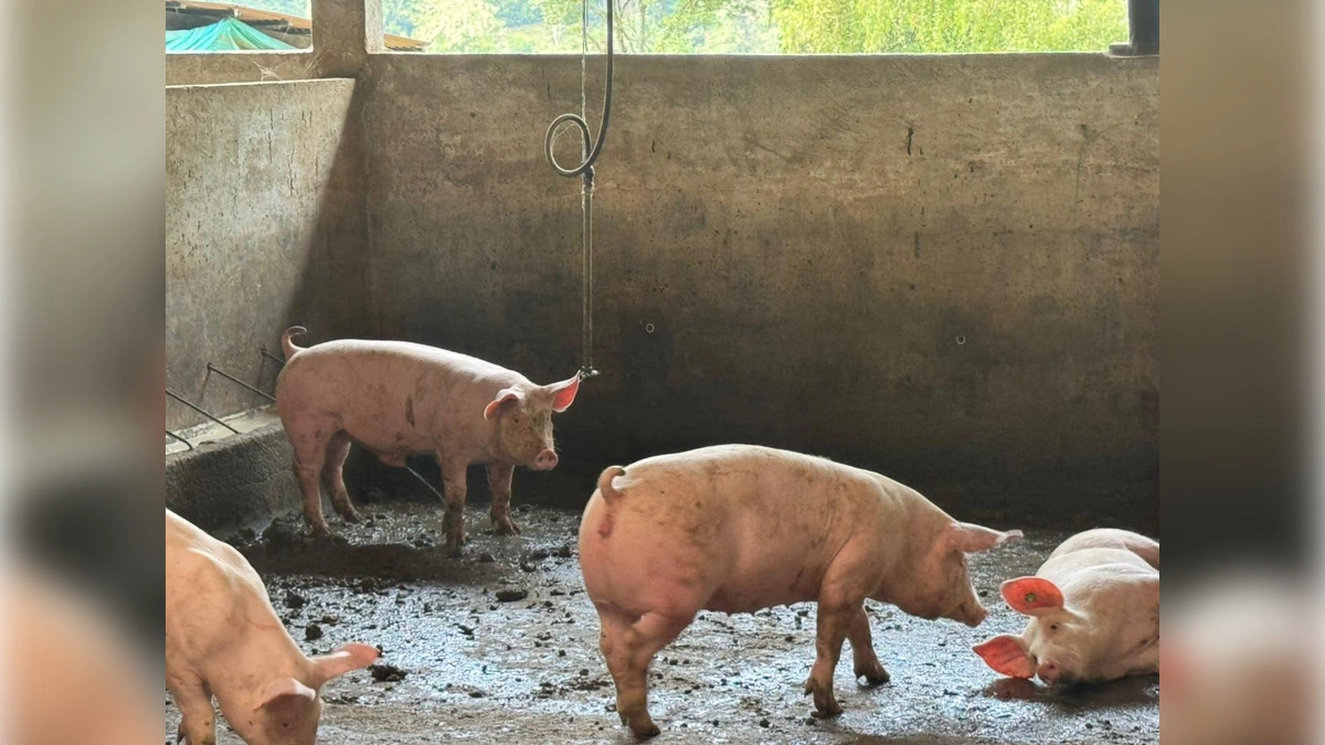 La CAR refuerza la vigilancia ambiental en la regi�n Rionegro