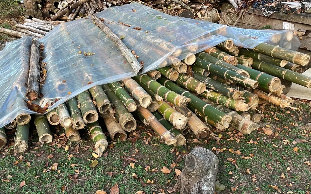 CAR: Golpe al Tr�fico Ilegal de Guadua en Cundinamarca