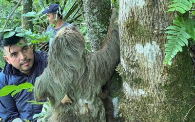 Cundinamarca: Madre perezosa y su cr�a regresan a la libertad