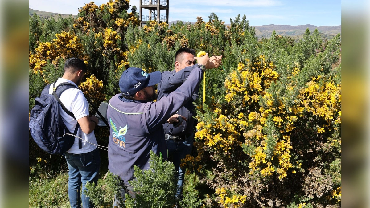 CAR: Estrategias de manejo del retamo espinoso mediante firmas espectrales