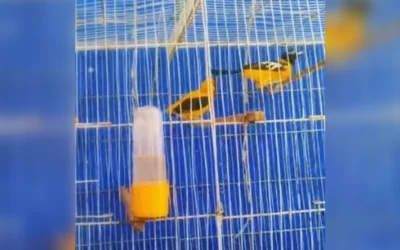 Protecci�n animal en Soacha: Operativo conjunto rescata aves v�ctimas del tr�fico ilegal