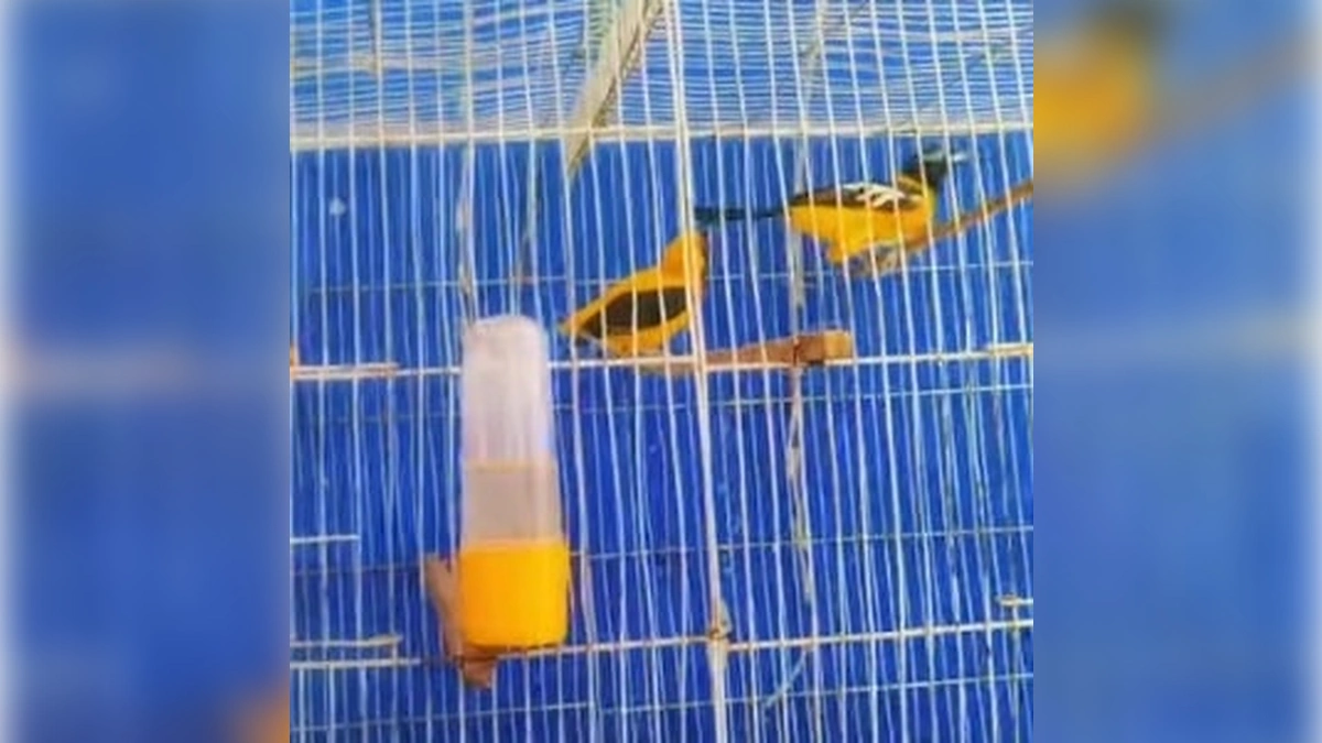 Protecci�n animal en Soacha: Operativo conjunto rescata aves v�ctimas del tr�fico ilegal